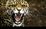 Leopard screenshot 1