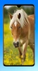 Horse Wallpaper 4K screenshot 5