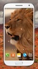 Wild Lion Live Wallpaper HD screenshot 5