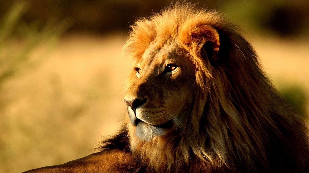 Lions Live Wallpaper - Preview 7