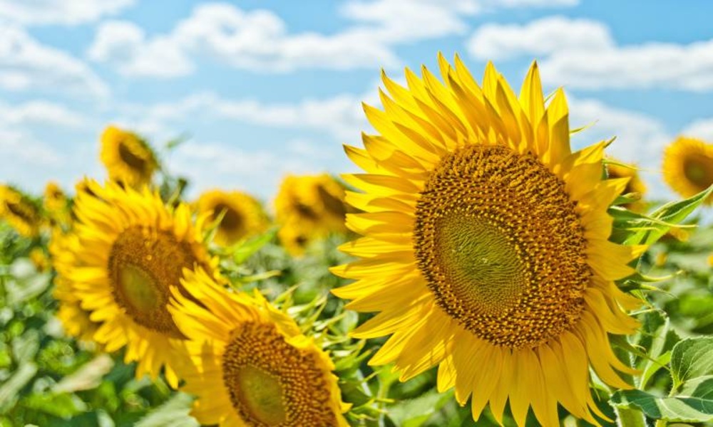 The most beautiful pictures and summer backgrounds - Preview 2