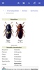 Beetles screenshot 6