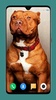 Pitbull Dog Wallpaper 4K screenshot 3