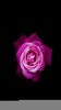Rose wallpaper hd- Rose flower screenshot 3