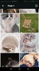 Cute Cats Wallpapers - Kitten screenshot 5