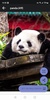 Panda HD Wallpapers screenshot 5