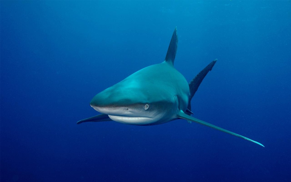 Shark Live Wallpaper - Preview 2