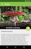 Boletus Lite - mushrooms screenshot 4