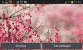 Cherry Blossom Live Wallpaper screenshot 4