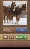 Horse Puzzles Free screenshot 5