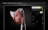 Anatomyka - 3D Anatomy Atlas screenshot 9