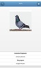 Breeds of pigeons - quiz screenshot 11