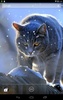 British Shorthair screenshot 10