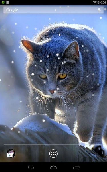 British Shorthair - Preview 10
