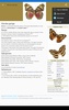 Butterflies: Encyclopedia screenshot 6