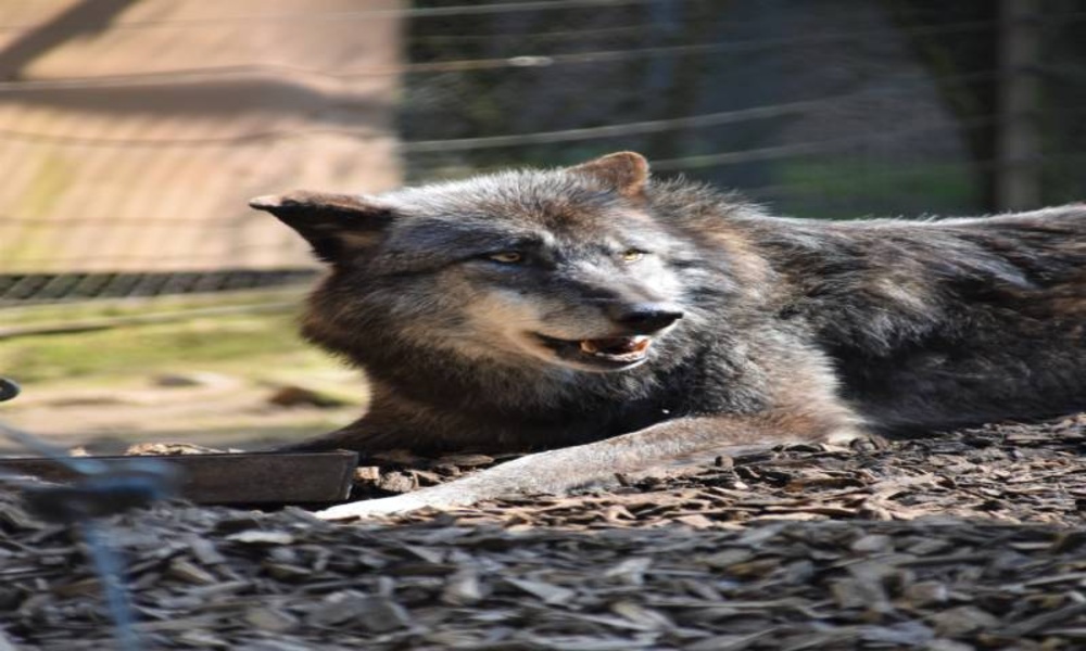 Wallpapers and pictures of wolves of all kinds around the world 4k - Preview 1