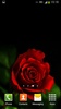 गुलाब के फूल लाइव वॉलपेपर screenshot 1