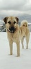 Kangal Dog Wallpaper screenshot 6