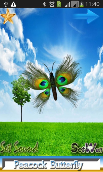 Butterfly Peacock - Preview 2