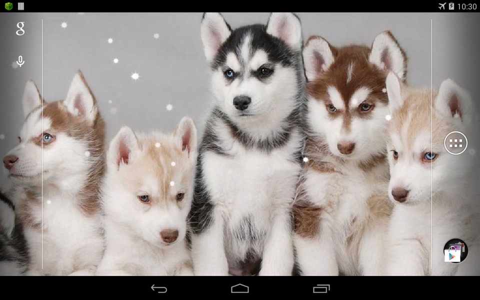 Husky - Preview 5