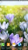 Spring Flower Live Wallpaper screenshot 7