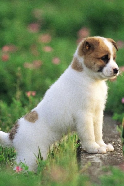 Dog Wallpaper - Preview 14