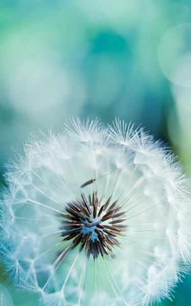 Beautiful Live Wallpaper - Preview 10