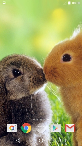 Cute Animals Live Wallpaper - Preview 7