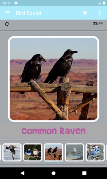 Bird Sounds - Preview 7