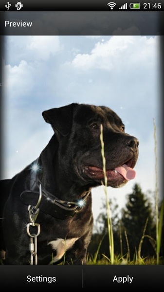 Pitbull Dog Live Wallpaper - Preview 1