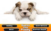 Guess The Puppy Breed Trivia screenshot 7