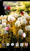 Amazing Tulips live wallpaper screenshot 1