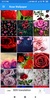 Rose Wallpaper: HD images, Free Pics download screenshot 5