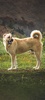 Kangal Dog Wallpaper screenshot 9