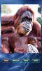 Animals Jigsaw Puzzle screenshot 8