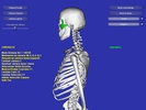 Esqueleto 3D screenshot 1
