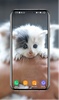 Kitten Wallpapers screenshot 6