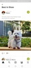 Yummypets - Dogs Cats Network screenshot 5