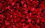 Red Rose Live Wallpaper screenshot 1