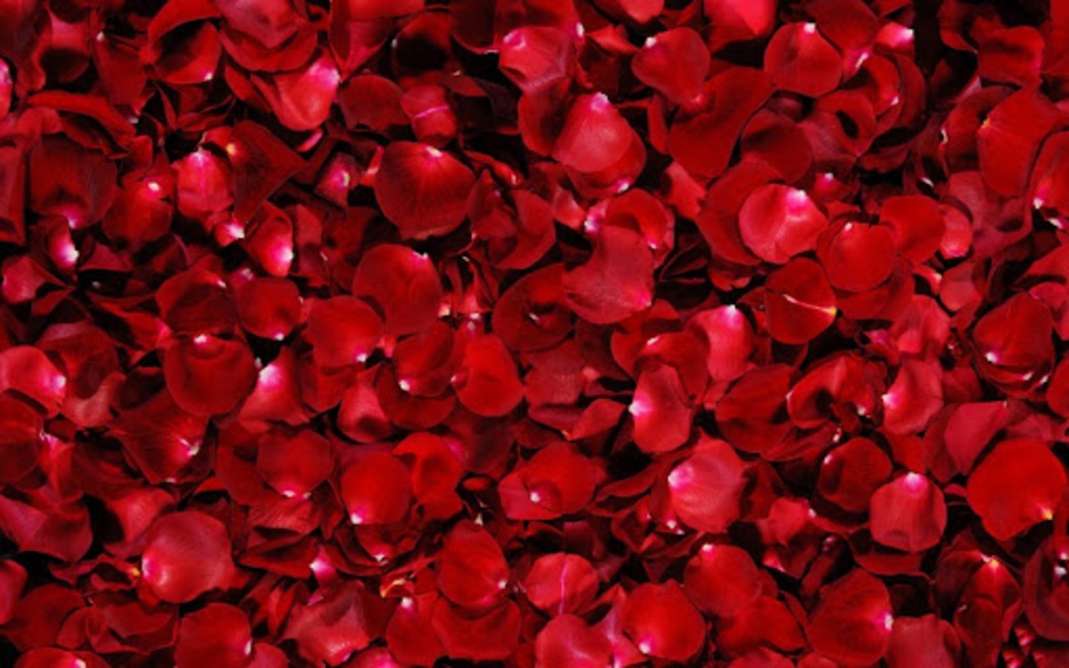Red Rose Live Wallpaper - Preview 1