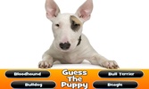 Guess The Puppy Breed Trivia screenshot 5