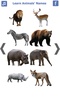 تعليم أسماء الحيوانات باللغة الانجليزية screenshot 8