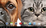 Katzen Live Wallpaper screenshot 2