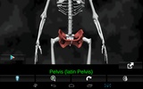 Bones Human 3D (anatomy) screenshot 11