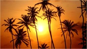 Sunset Backgrounds screenshot 5