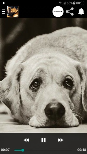 Dog crying - Preview 2