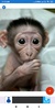 Monkey Wallpapers: HD images, Free Pics download screenshot 7
