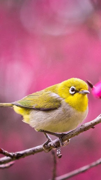 Birds Live Wallpaper - Preview 4
