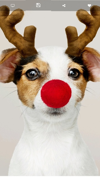 Cute Dog Wallpapers HD - Preview 4