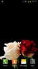 Roses Live Wallpaper screenshot 9